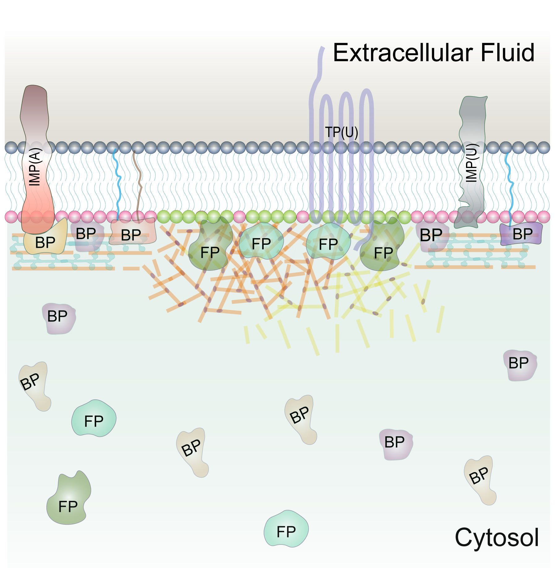 Membrane Biophysics and Lipid Biology of Migrating Cell