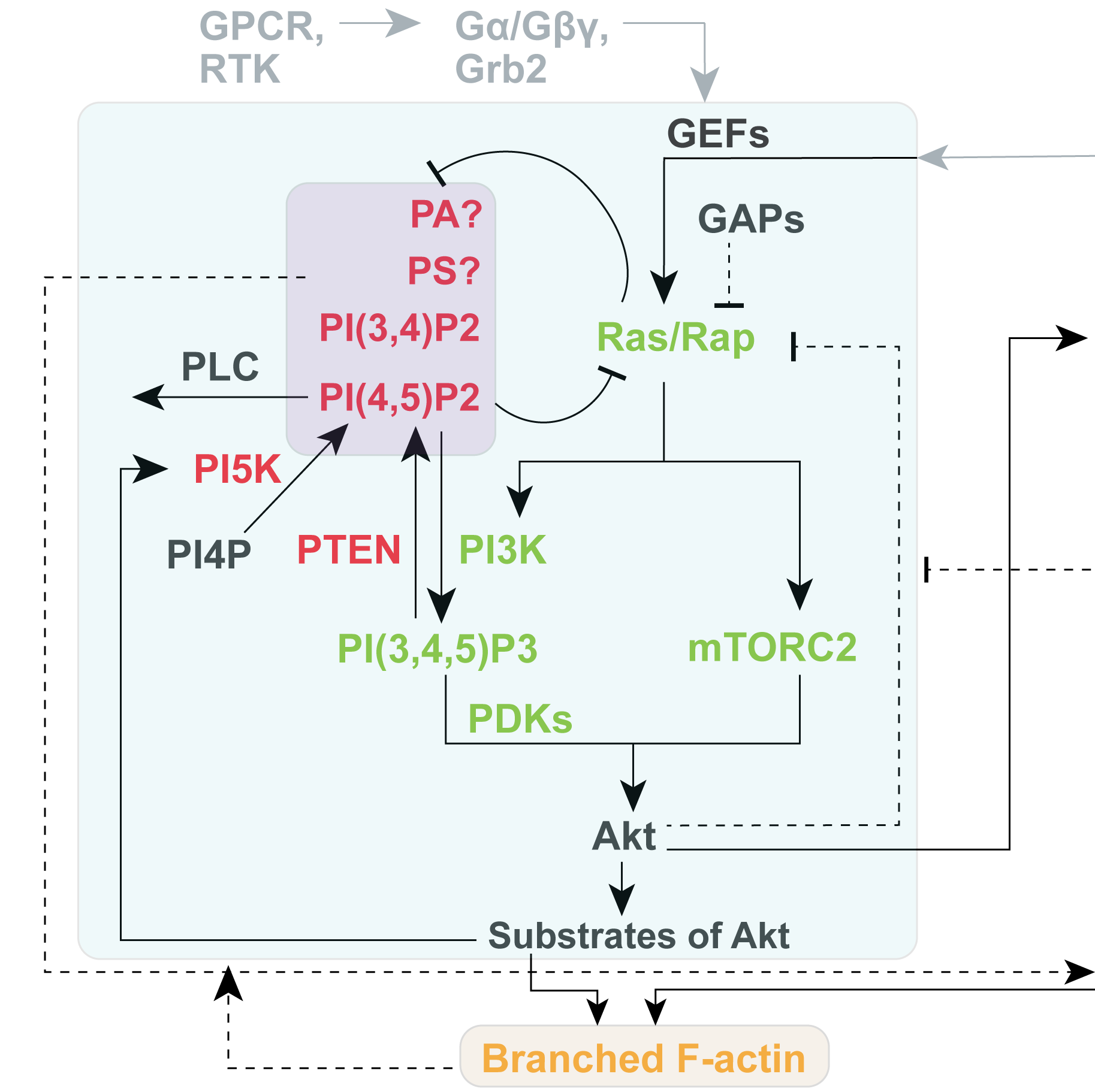 Genetic and Systemic Dissection of Signaling Network