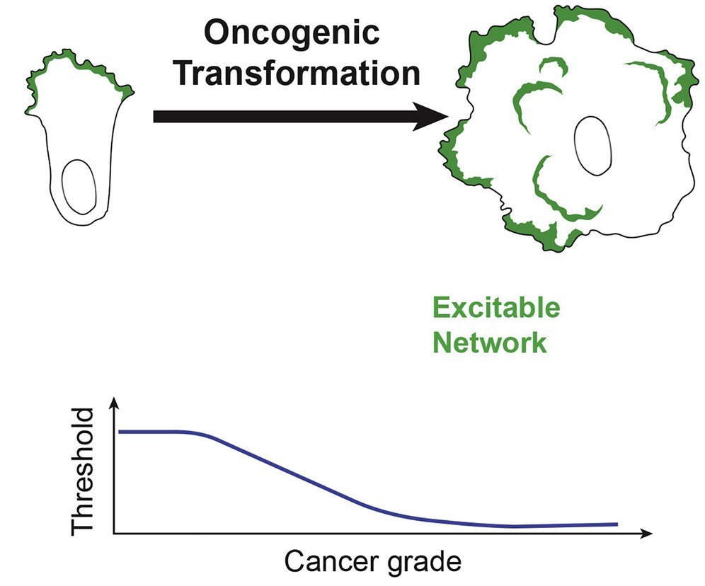 Cell Biology of Oncogenesis and Cancer metastasis